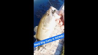 🎣 Ned Rig Largemouth Fishing Walking on top of a Wall #shorts