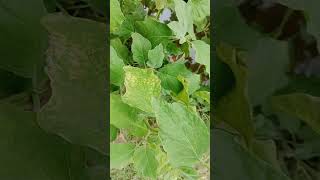 بینگن۔پھول گرنے کی وجہ اور کنٹرول۔ Circospora Leaf Spot of Brinjal and Control |Cyber Agri Extension