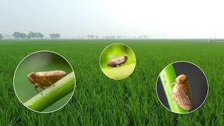 Pyraxalt active - Managing Insect Resistance