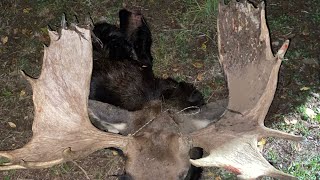 BBM (big bull moose) moose hunt 2023 Utah