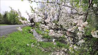 Beaver Brook Wild Cherries