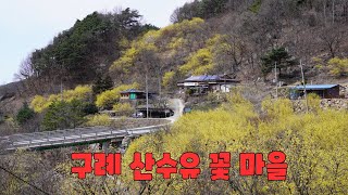 #2023 3 17 구례 산수유 꽃 동영상   #산수유꽃이 만발을 했습니다  #3월 19일 까지 축제 기간입니다  ㅡ 조용한 여행 ㅡ