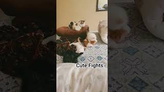 Cute fights of kittens #funnyvideo #kitten #catlover