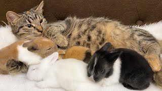 Cute Baby Bunnies Cuddling with Adoptive Cat #shorts