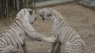 Tiger Fight in banergatta zoo | tiger vs tiger | #tigerfight #bengaltiger