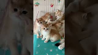 Cute cat #youtubeshorts #cats #cat #pets #pet