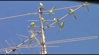 Parrots - Today on my roof