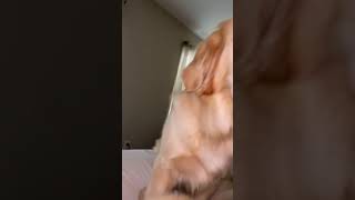 Anyone else wake up to this😳😂   /funny video/ animals/ {Giraffe King}