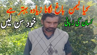 Growing  lemon tree | gardening of china lemon| profitable business| Murad Ali Rehmani