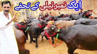 TOP-CLASS Gabban Jhotian | Tayyar PEHLAN Jhotian | Dairy Farming Business | Riaz Cattle Farm Latest