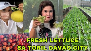 FRESH LETTUCE SA TORIL DAVAO CITY