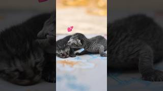 💕CUTEST KITTENS                                   #cutest #kittens #kitten