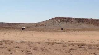 Safari in the Kalahari 2