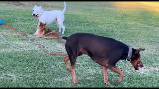 188. Doberman, Shiba & Pitbull's Short Play and Zoomies 10/24/2024 #doberman #shiba #pitbull