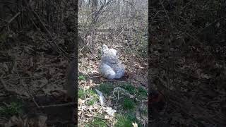 chickens free ranging in the woods