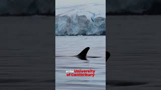 Postgraduate Certificate in Antarctic Studies