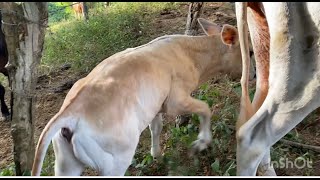 Descubriendo la Vida en la Finca: Un Encuentro con las Vacas.