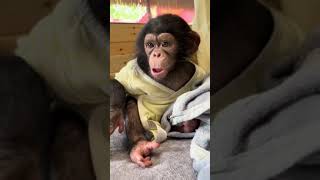 Chimp Baby Doing Exercise