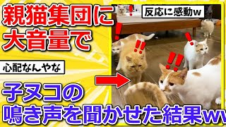 【2ch動物スレ】ヌコ集団に大音量で子猫の鳴き声を聞かせた結果➡反応に感動ｗｗｗｗｗ