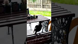 Magpie singing