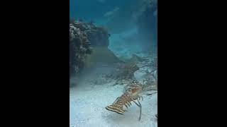 Sea Fish & Giant Louster Underwater