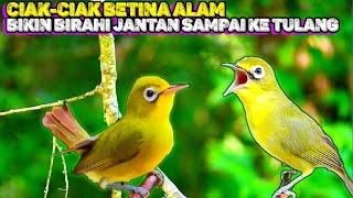 🎞️ CIAK CIAK KECIAL KUNING BETINA || BIKIN BIRAHI JANTAN SAMPAI KE TULANG || Lombok Sasak tv