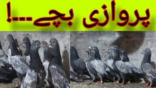 PIGEONS chicks || #foryou #foryouvideo #viralvideo #viral #trending #vlog #blogger