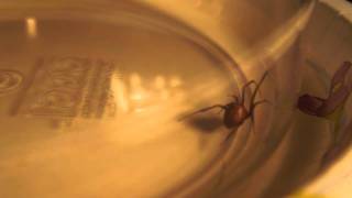 Brown widow found in my house, ядовитый паук коричневая вдова