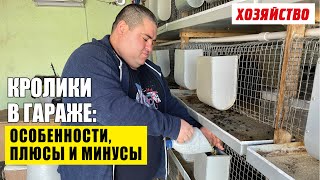 Кролики в гараже: условия содержания, автономность и смысл