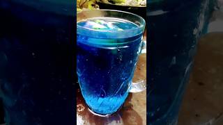 butterfly pea flower drink#නිල්  කටරොලු drink🥤#healthy drink recipe#garden #shorts#food#viral#asmr