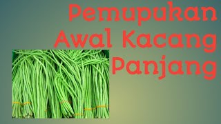 RAHASIA TUTORIAL PEMUPUKAN KACANG PANJANG