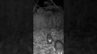 Raccoon dog family on a mission #trailcam #funnyshorts #wildlife