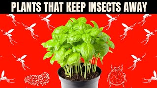 6 Plants That Repel Mosquitoes and Other Insects