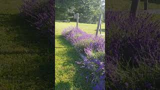 Lavender!! Is Green and Purple the Prettiest Combo?! #garden #lavender #nature #colors #pretty