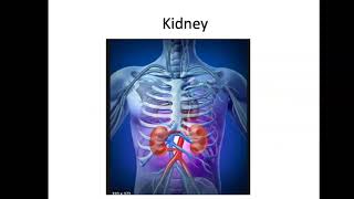 Bio4_Lab_Liver