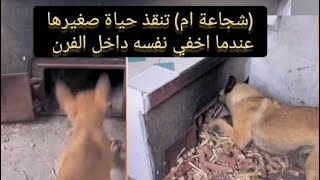 (شجاعة ام) كلبة تنقذ حياة صغيرها في اخر لحظة عندما اخفي نفسه داخل الفرن للعب واللهو #كلاب_شقية #كلاب