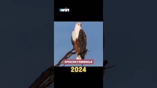 African FishEagle VS 5000 BCE OLD African FishEagle #shorts