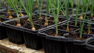 The Science Behind the Farm - Day 2: Vegetables | NI Science Festival