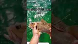 I caught a TAGGED FISH! #shorts #fishing #florida #saltwaterfishing #youtube #explore #trending