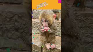 unny monkey# funny monkeys video# short# funny