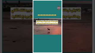 ياااه قد ايه هو رومانسي 😂