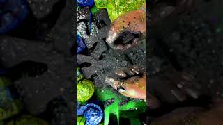 Black Reforms 💚| Dyed Dusty Chalk 🖤 #asmr #oddlysatisfying