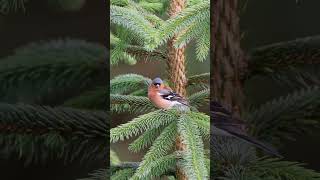 Chaffinch striking a pose! 😃photos by Jamie - Eagle Eyed Girl age 8