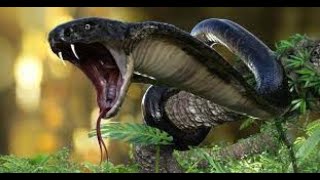 Snake HUnting And Eatting Animals#animals #snakes #hunting #eating