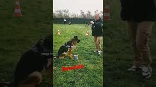 Nosework Scent Detection - Allenamento con SOFIA