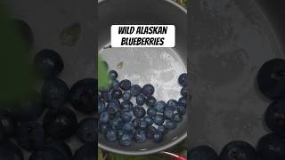 So many blueberries #Subscribe #Alaska #Outdoors #Nature #Food #Blueberry #Fresh #Cooking #Shorts