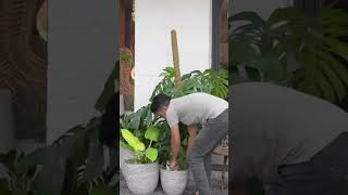 Multiple Plant Arrangements Tips