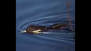 Otter swimming in the lake