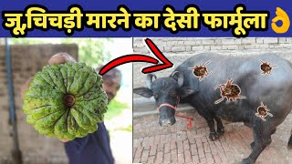 गाय/भैंस में जूॅ ,चिचडी,कलनी मारने का देसी फार्मूला|Ju,chichdi ka desi|Remove ticks from cow/buffalo