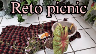 #RETOPICNIC #caladium #asystaciaGangetica #flores #plantas #garden #jardín #youtubers